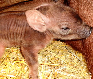 The Duroc piglets are delighting visitors at Springton Manor Farm. 