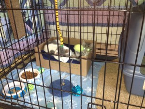 Toys, a comfy box, food, and water help keep these kittens waiting for a permanent home content.