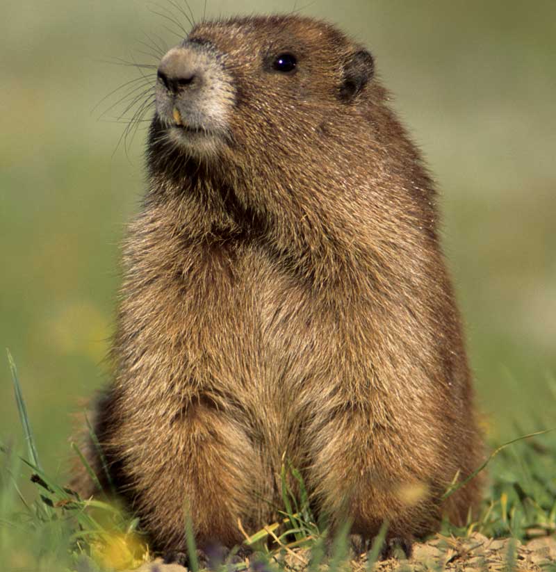 gund groundhog