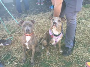 Siblings Walter and Zoe were adopted from LaMancha last fall and happily reunited to participate in the Critter Crawl 5k fundraiser.